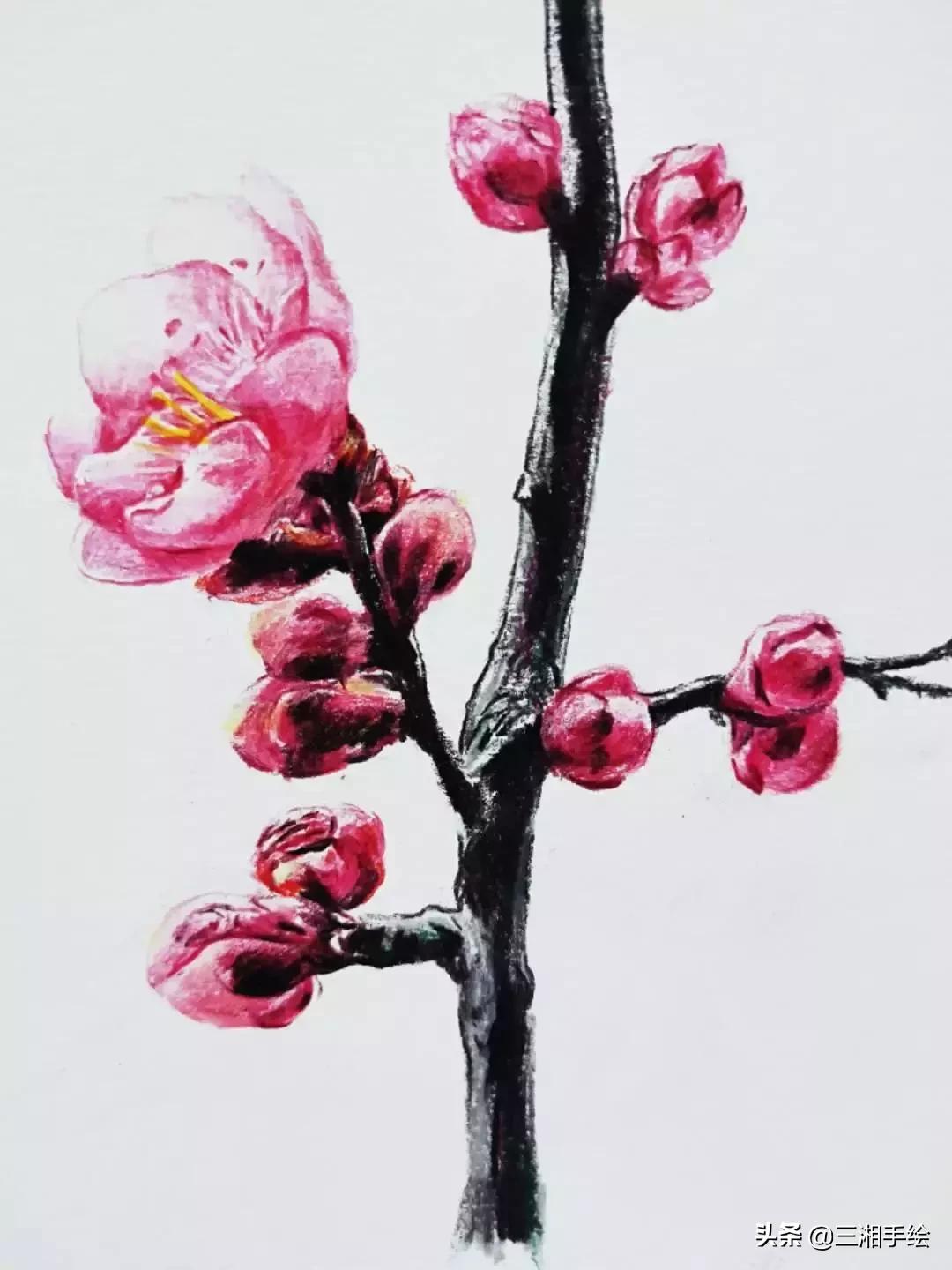 梅花十二和梅花13怎么画,梅花画彩铅