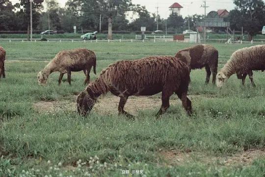 在泰国体验出家人生活,在泰国体验岛民生活