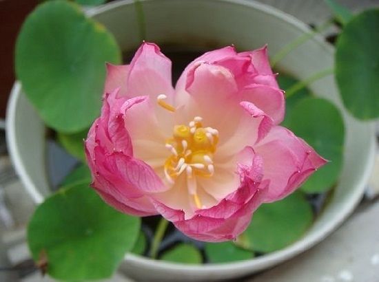 养碗莲，做到“3多”，不干叶绿油油，开花勤，3天冒一个花苞