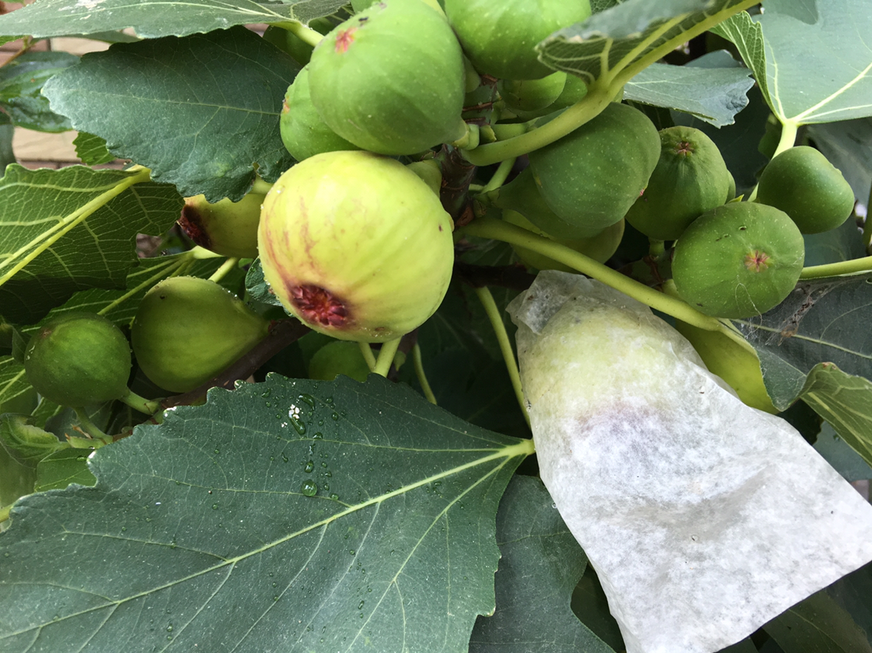 一棵无花果施多少肥料,一字型无花果种植方法