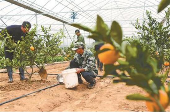 橘子被霜冻伤之后怎么修剪,橘子受冻怎么办