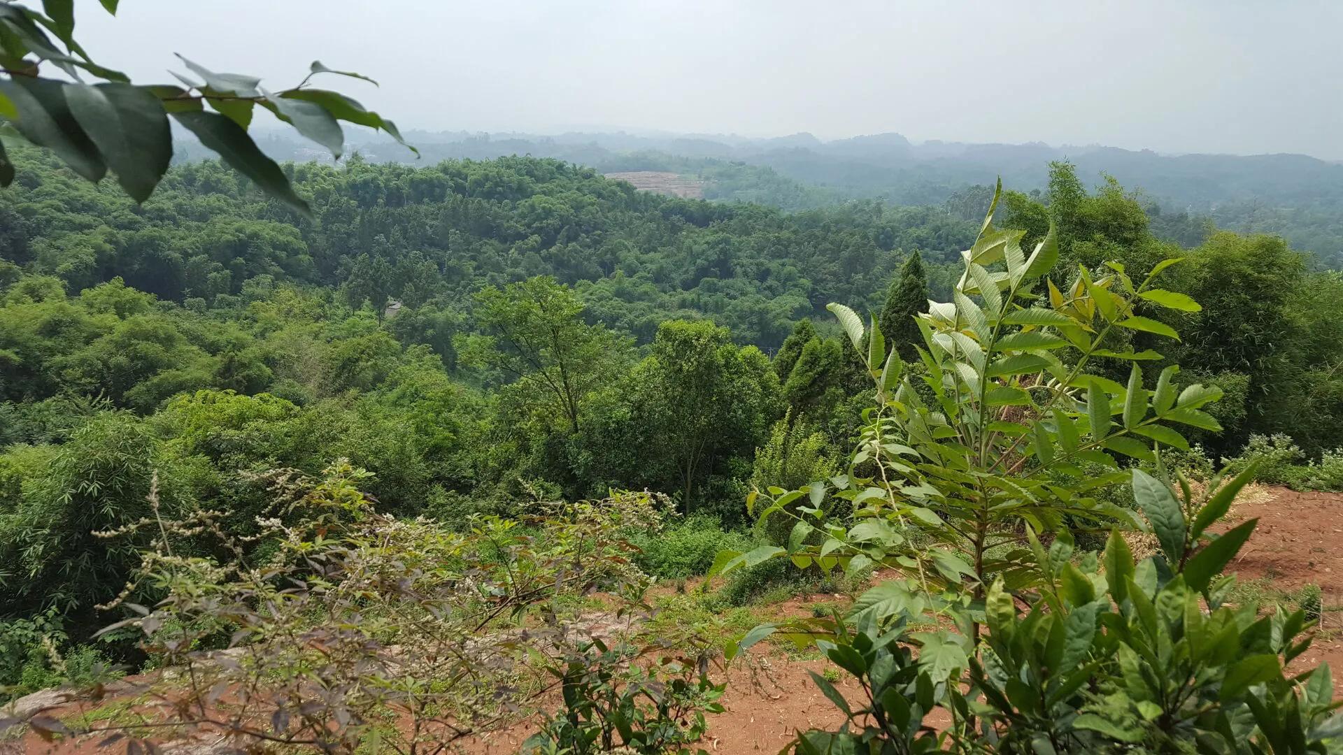 鸡枞菌菇,野生鸡枞