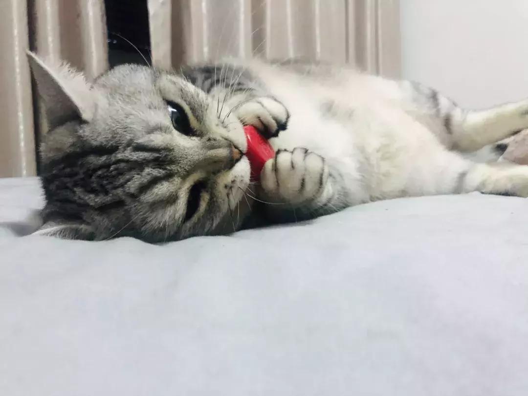 猫咪怪癖,猫咪的100种怪癖