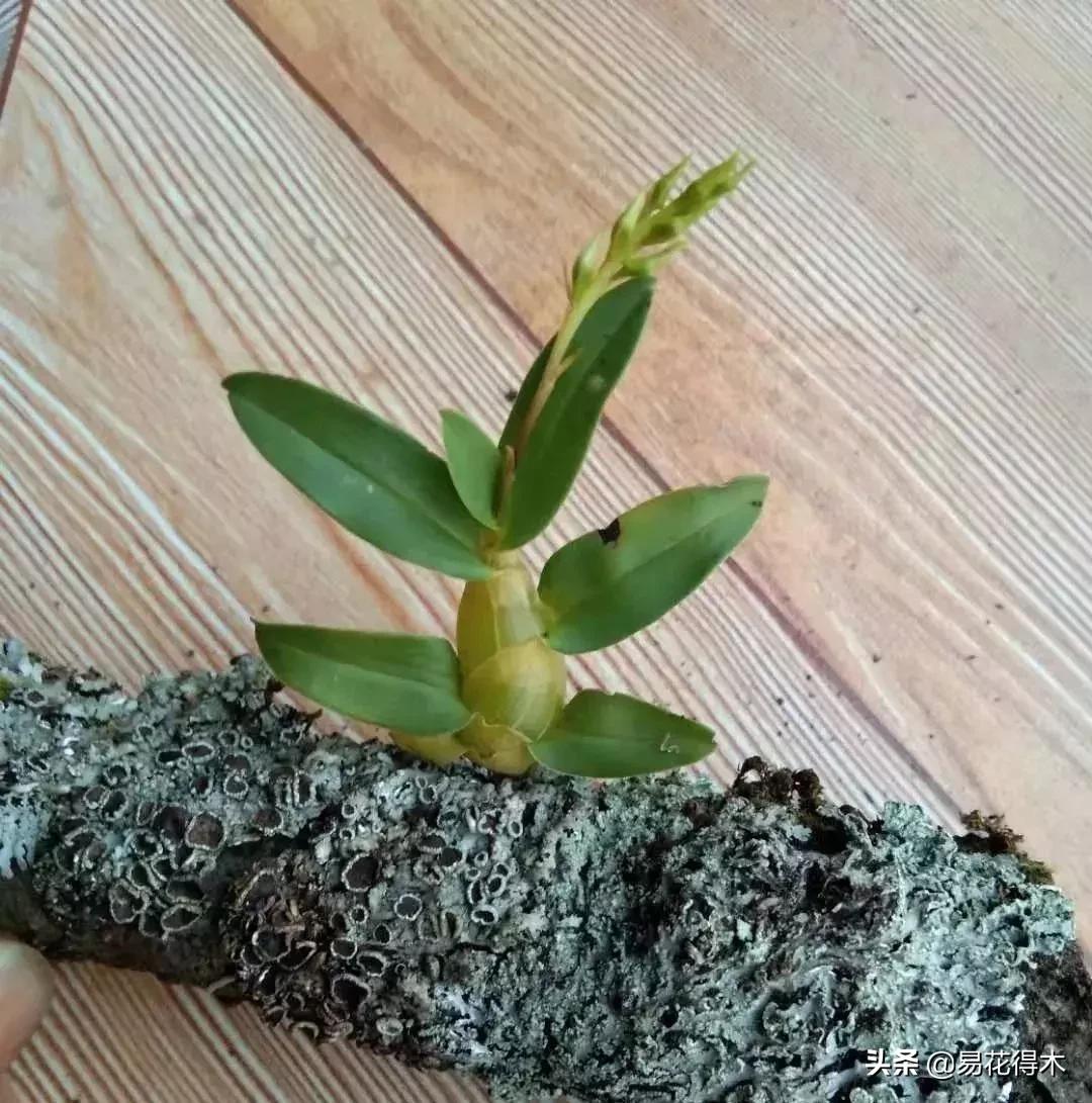 珍虫石斛什么档次,珍虫石斛花的介绍