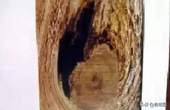 木材受潮腐烂修复,防止木材开裂的最好方法