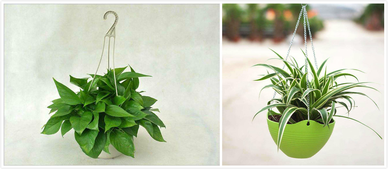 大盆栽绿植对猫无毒有害吗,吊兰绿萝对猫有毒么