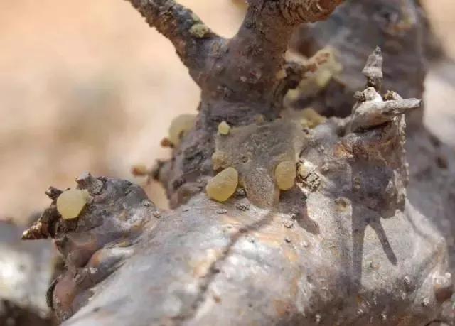 乳香，用千年不腐的决心治愈肌肤