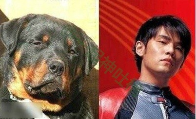 黄渤与孙红雷与动物撞脸瞬间,盘点明星撞脸黄渤