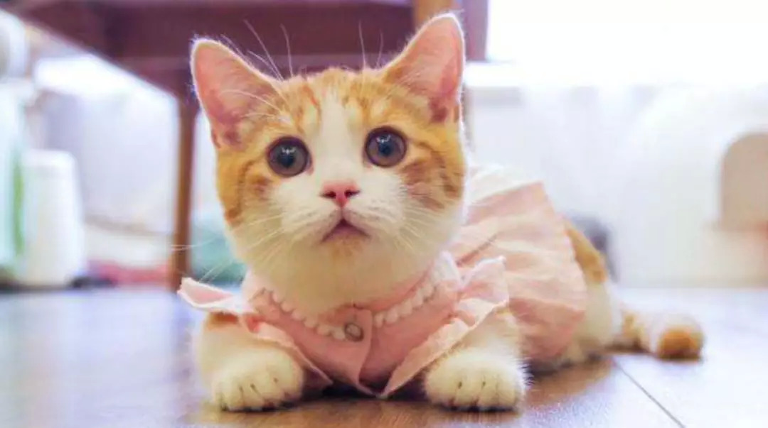 从回忆小马甲到花花与三猫，宠物网红进化论