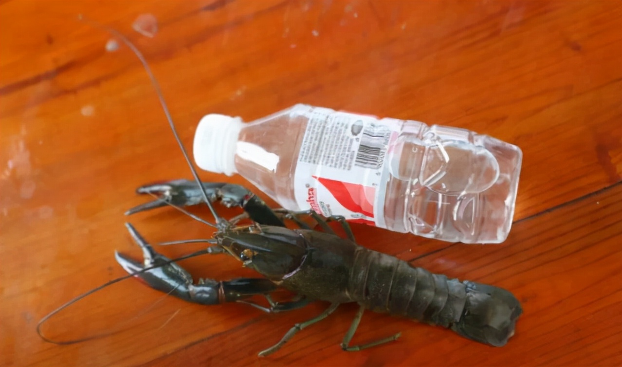 *疆新**男子沙漠5亩池塘养澳洲淡水虾,个头比手掌大,亩利润达万元