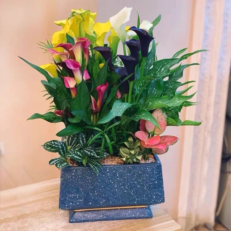 四季彩色马蹄莲好养吗,彩色马蹄莲的养殖方法图解大全