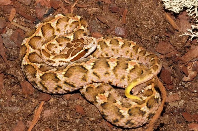 陆栖毒蛇毒性排行,毒蛇毒性分类