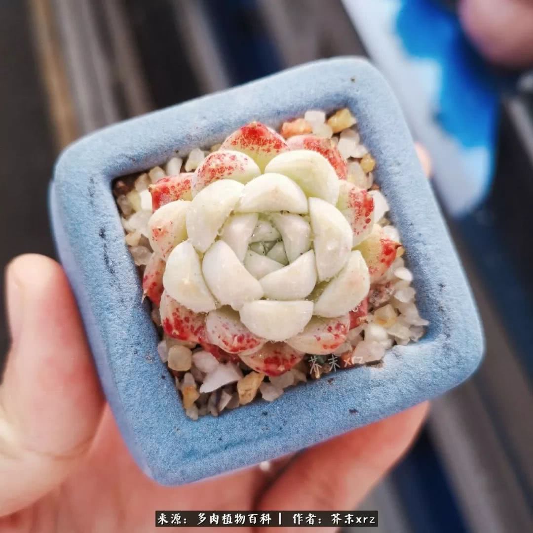 那个爱画多肉的小姑娘带着她的心头肉又来啦！