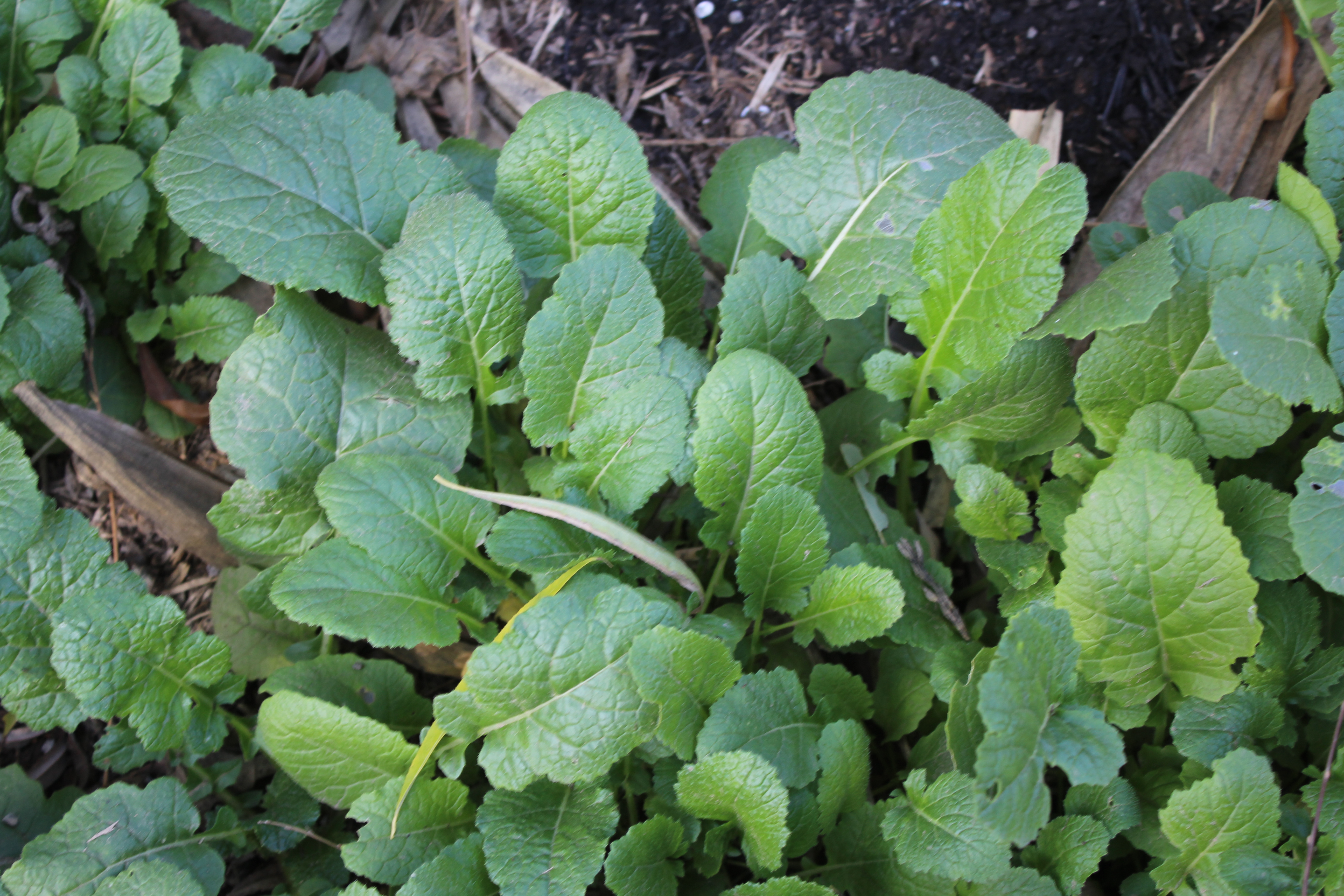 油菜中药名称芸苔,芸苔与油菜视频