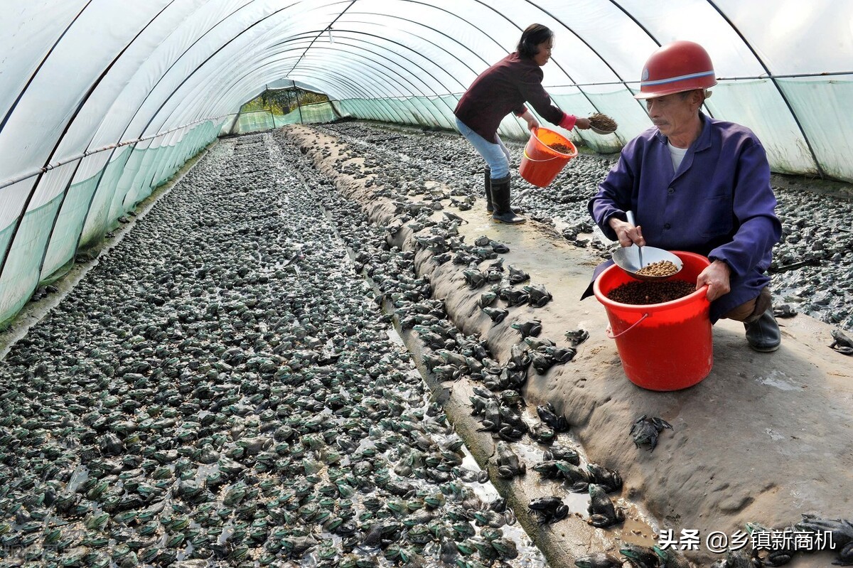 适合农村发展的致富项目大全,适合农村的致富小项目有哪些