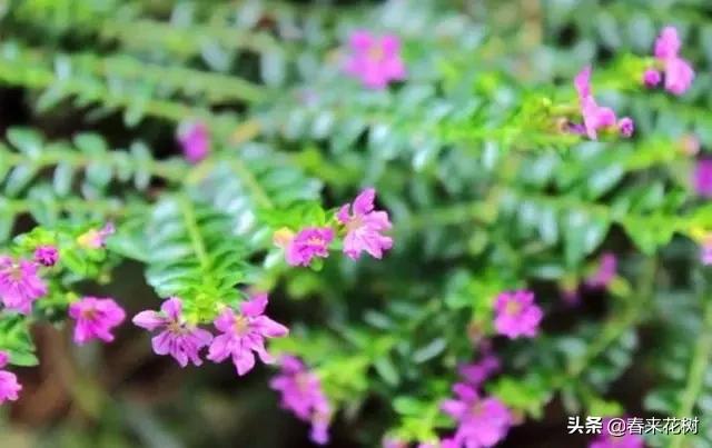 这几种植物越养越值钱,这几种花你养过吗