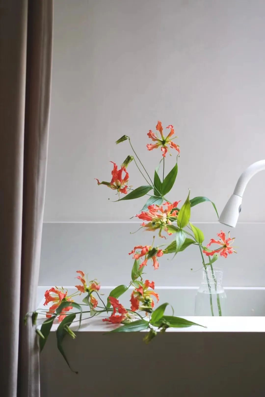 家里要有氛围感什么花比较好,家里高级的花