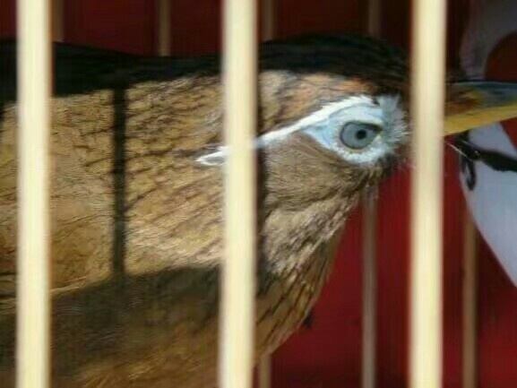 画眉鸟的稳火驯养技术