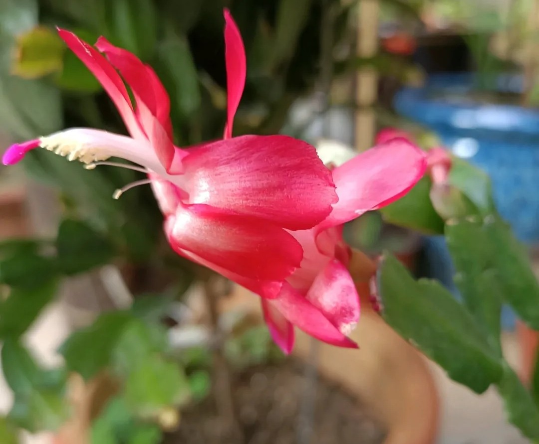 蟹爪兰20棵,有20株蟹爪兰适合多大的盆