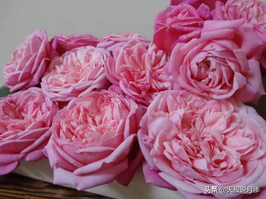 怦然心动的万人迷月季,原来从它而来(终篇)