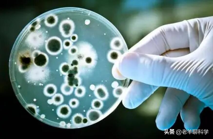 长出白斑!恒河鳖被宠到自然老死而泛滥,中国吃货能解决吗?