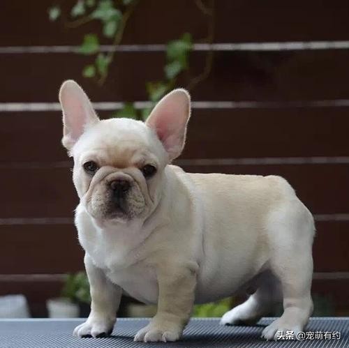 法国斗牛犬如何选择,法国斗牛犬的基本知识