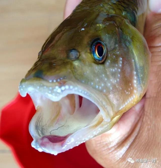 马口鱼又香又脆,马口鱼有灵性吗