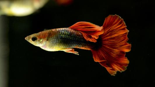 关于孔雀鱼的饲养知识大全,孔雀鱼如何养才能减少死亡率
