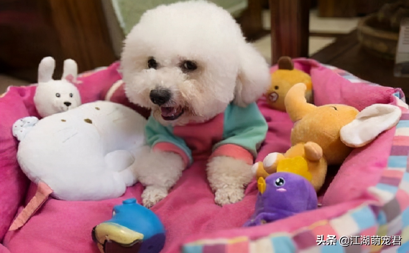 家里养比熊有异味吗,家里养比熊有虫子爬怎么办