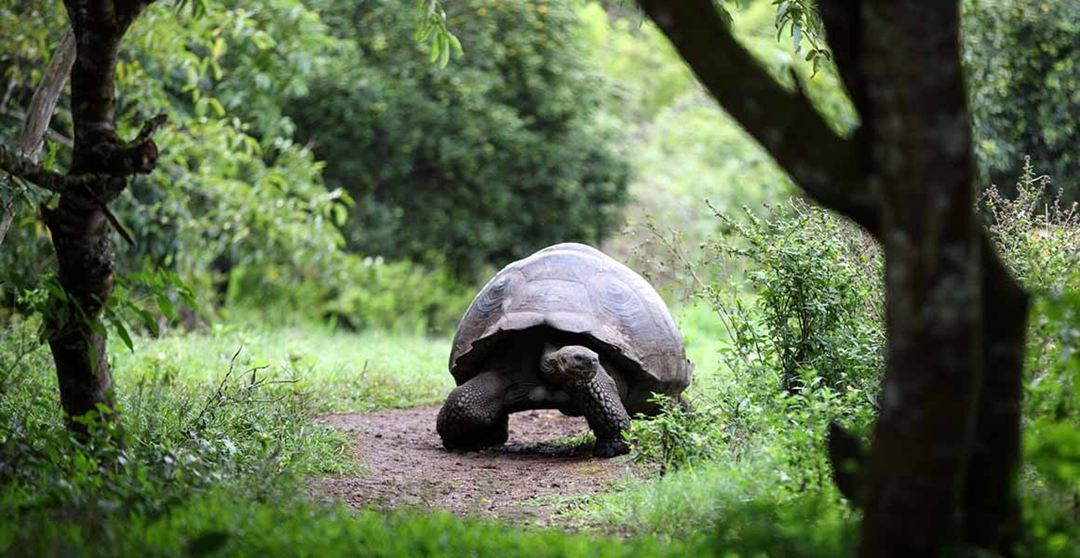 乌龟能活到多大,乌龟寿命最长的可以活300岁吗