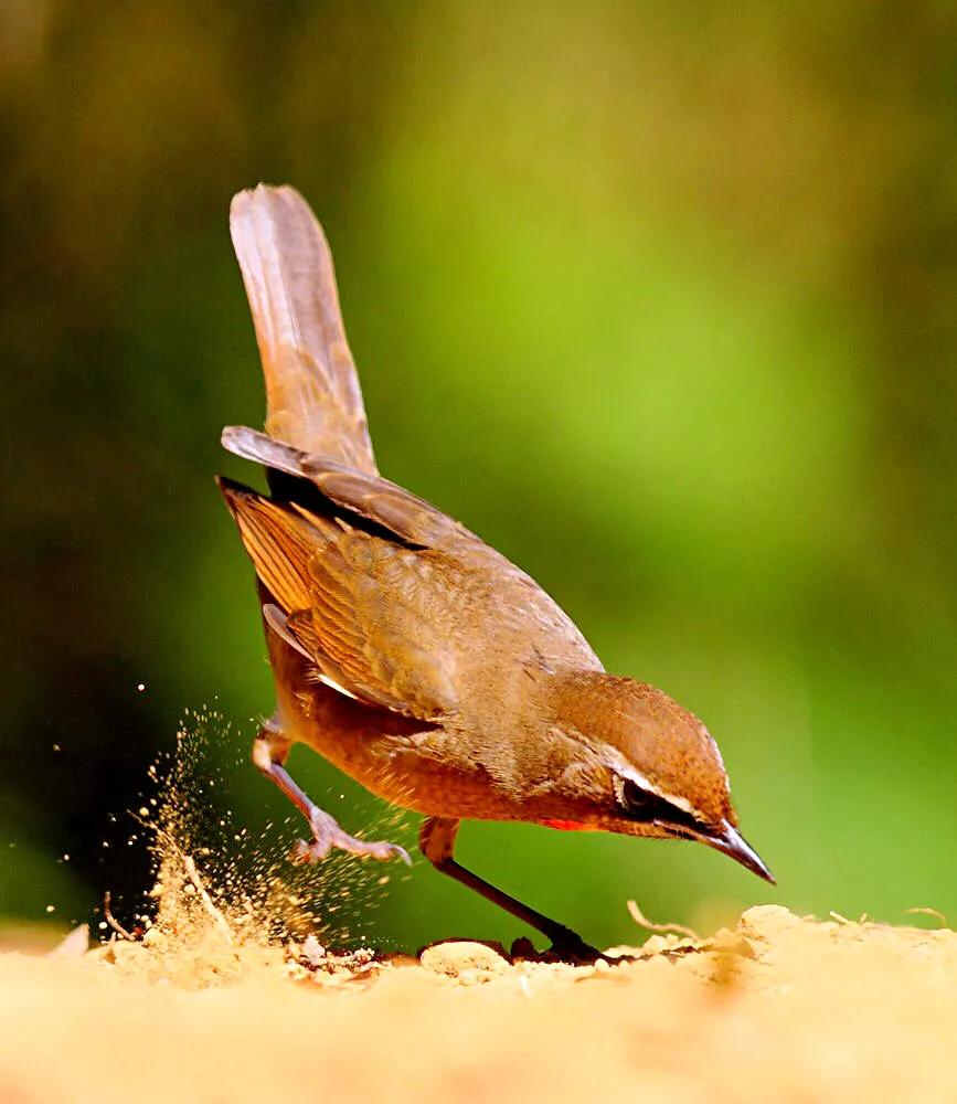 红靛颏和蓝靛颏哪种叫声好听,正宗红靛颏鸟