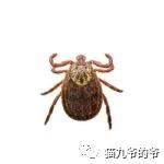 猫九爷：犬猫皮肤病的类型概述