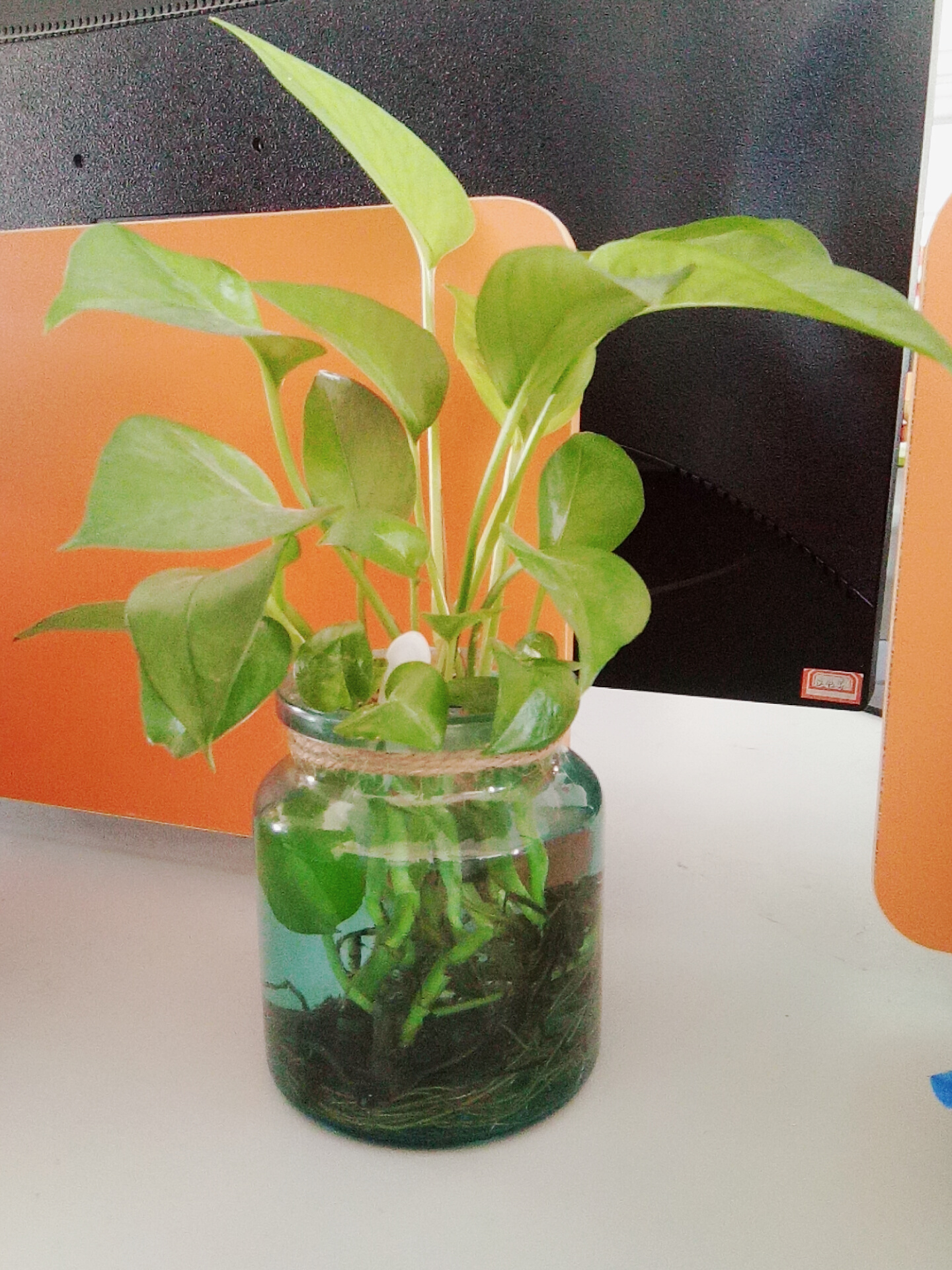 水培发根后怎么转土培养,怎么养水培富贵树才绿油油