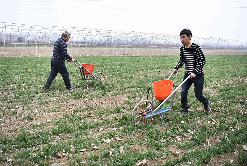 春耕施肥需谨记的13点内容,秋种施化肥