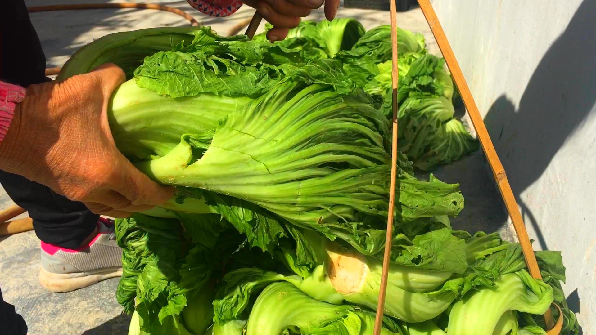 酸菜不用糯米粉的做法,酸菜不用塑料袋的腌法