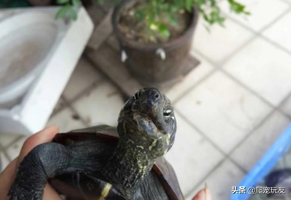 怎么挑品质好的龟,怎么区分全品龟