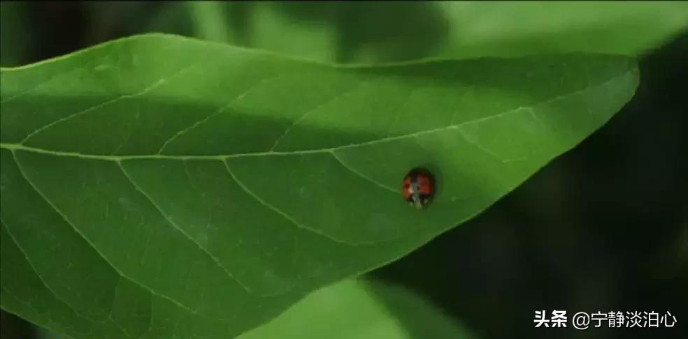 一日慎独则心安日日精进,日日精进人生