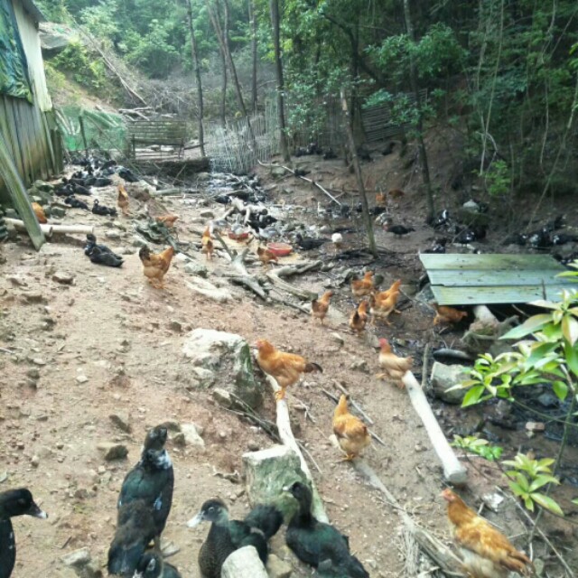 于都县金盆镇樟木坑,于都禾丰樟木坑