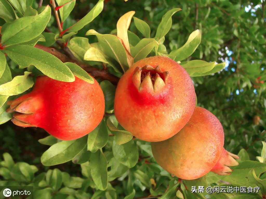 孕妇吃石榴的功效与作用禁忌,石榴的营养价值与功效及食用禁忌
