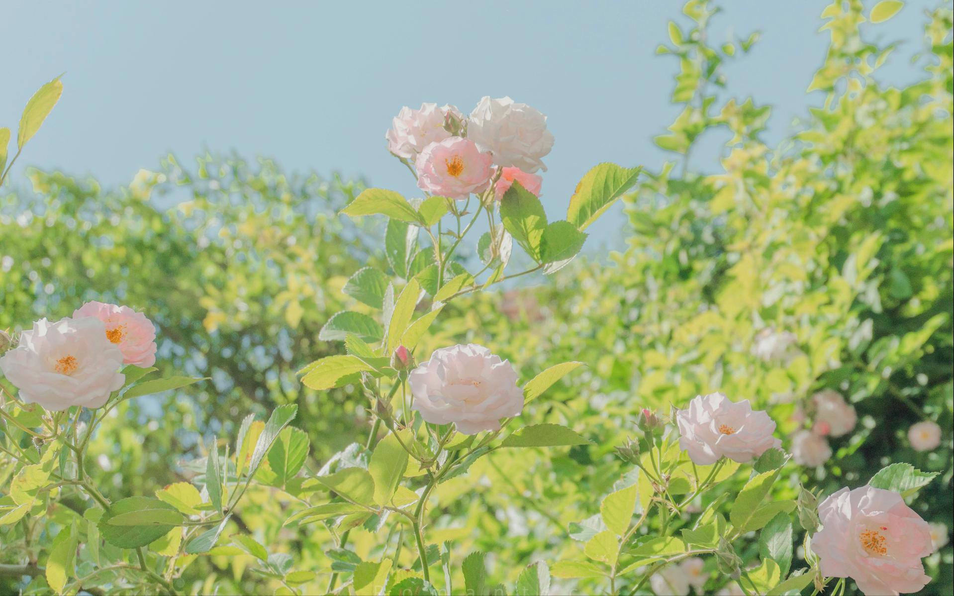 双鱼座如何与巨蟹座相处,双鱼座如何与摩羯座相处