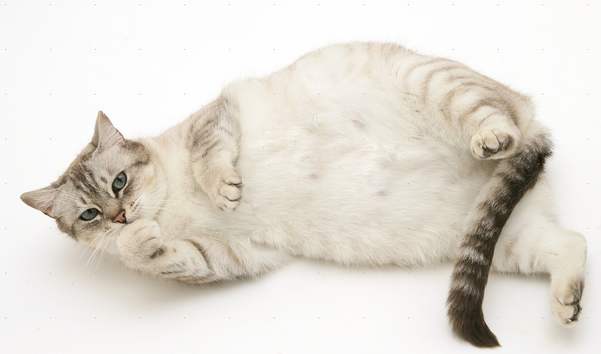 怀孕猫咪容易得哪些疾病,怀孕猫咪呼吸道感染怎么办