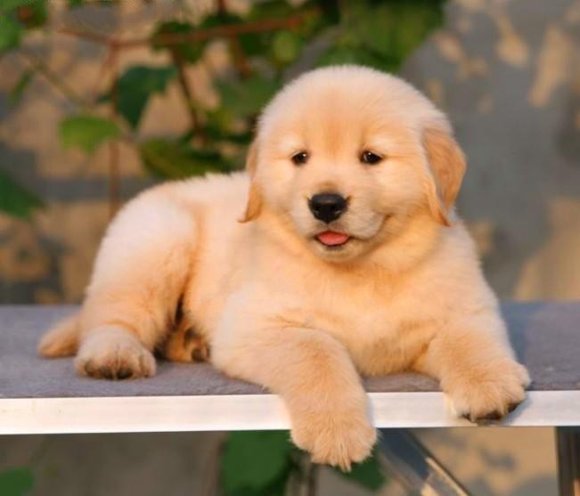 金毛越养越瘦是怎么回事,金毛为什么越来越瘦