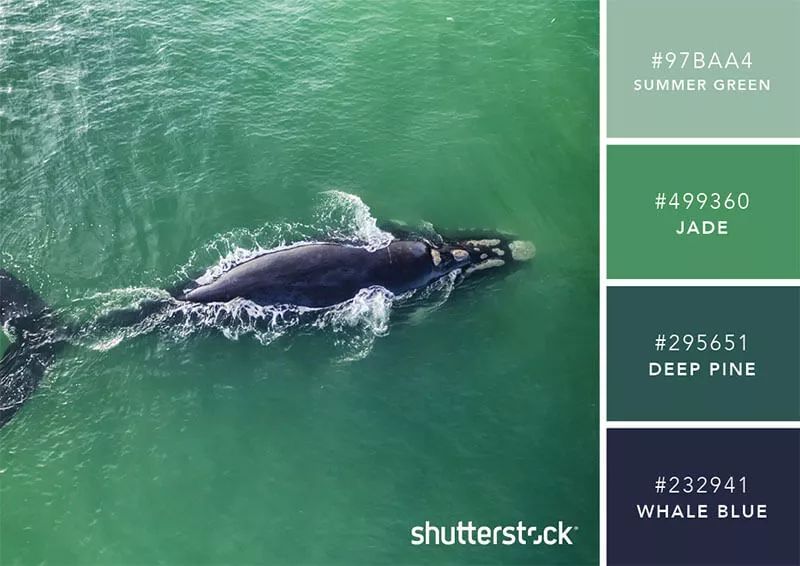 100个经典设计配色,设计师钟爱的9组高级感配色方案