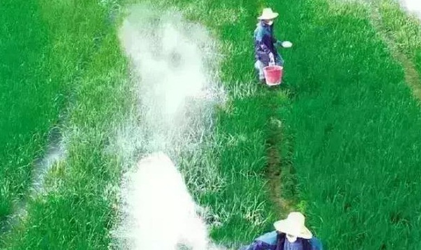 雨后出现非洲大蜗牛怎么处理,暴雨过后出现的大蜗牛