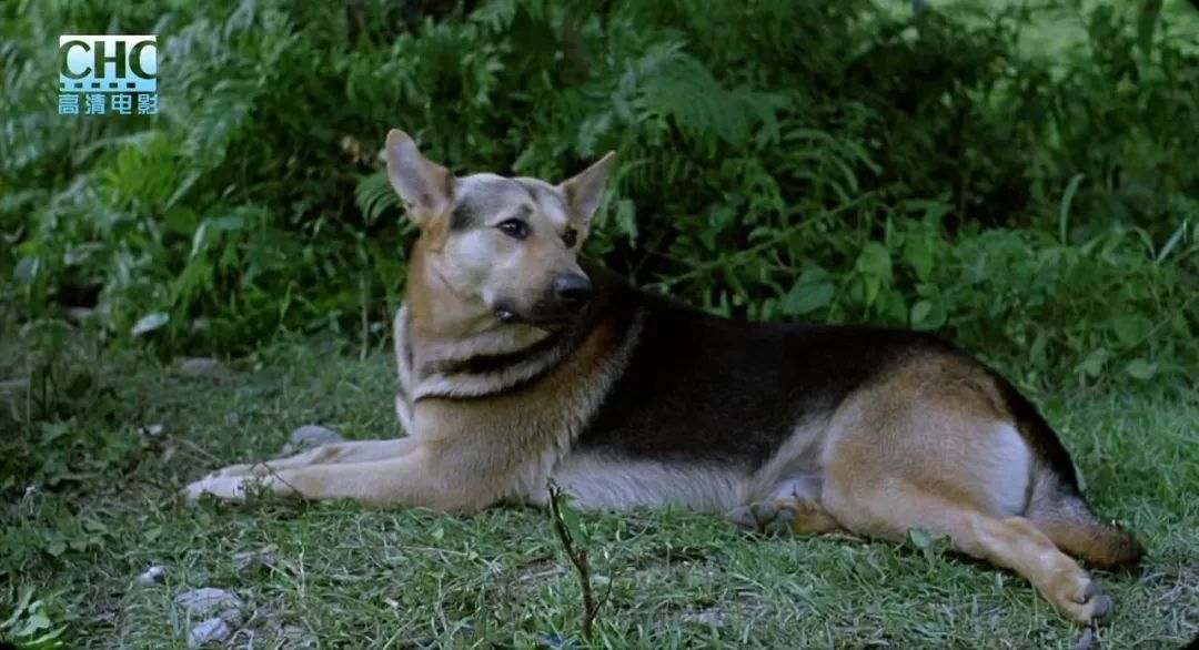 日本票房6亿的中国电影,国内票房破49亿