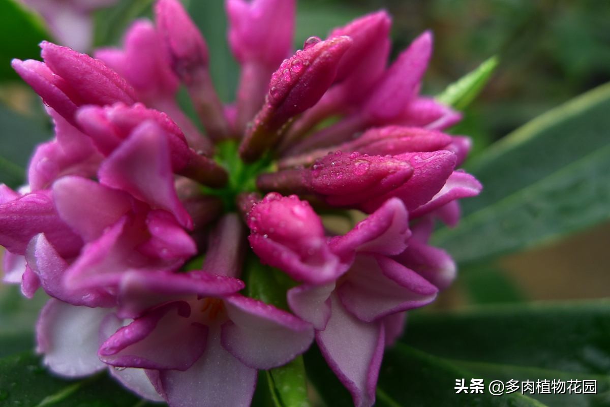 瑞香叶片卷曲什么原因,瑞香叶片有黄色斑点怎么办