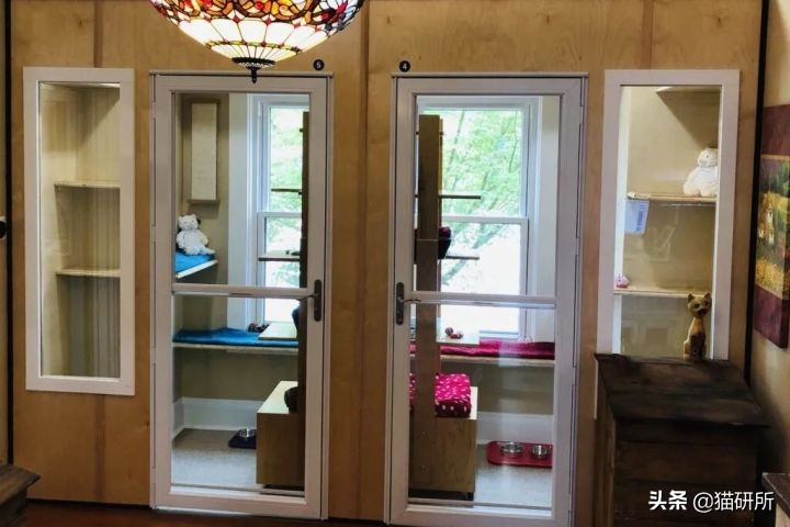 假期外出如何给猫咪找靠谱寄养,怎么找靠谱的猫咪寄养