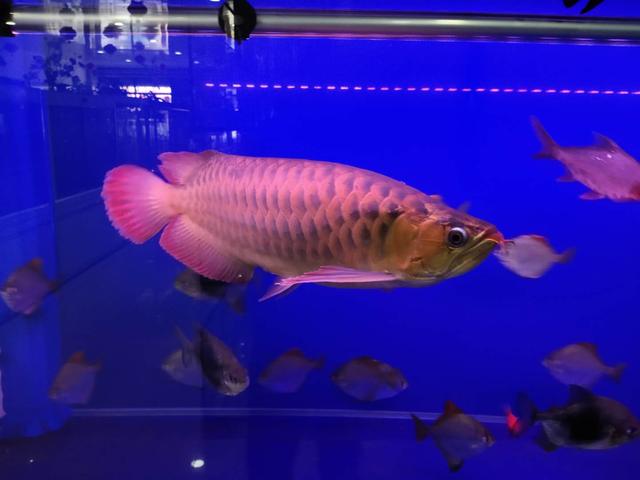 为什么卖的观赏鱼会死鱼,买的观赏鱼到了就死了怎么维权