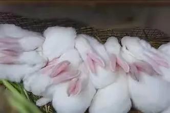 刚生出来的兔子注意事项,养宠物兔注意事项兔子怕凉吗