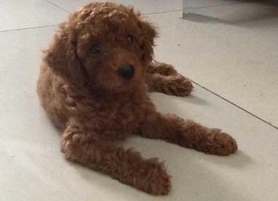 喜欢泰迪的你,在为爱犬挑选狗粮时,要掌握这些要点